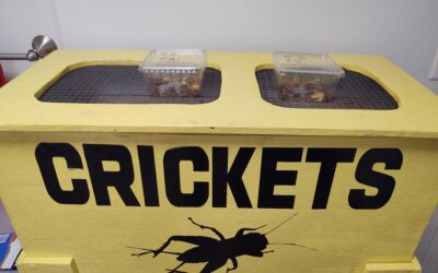 25 Large Crickets $3.99